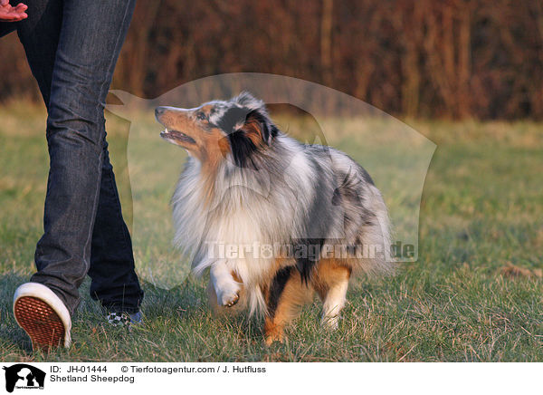 Shetland Sheepdog / Shetland Sheepdog / JH-01444