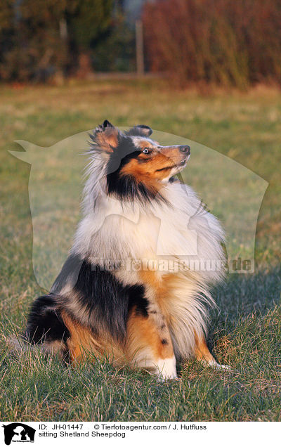 sitzender Sheltie / sitting Shetland Sheepdog / JH-01447