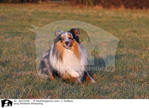 liegender Sheltie / lying Shetland Sheepdog / JH-01448