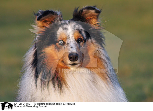 Shetland Sheepdog Portrait / Shetland Sheepdog Portrait / JH-01450