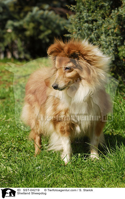 Shetland Sheepdog / Shetland Sheepdog / SST-04219
