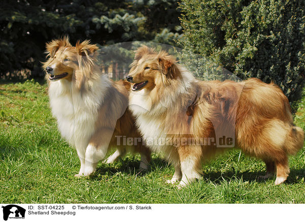 Shetland Sheepdog / Shetland Sheepdog / SST-04225