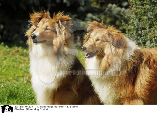 Shetland Sheepdog Portrait / Shetland Sheepdog Portrait / SST-04227