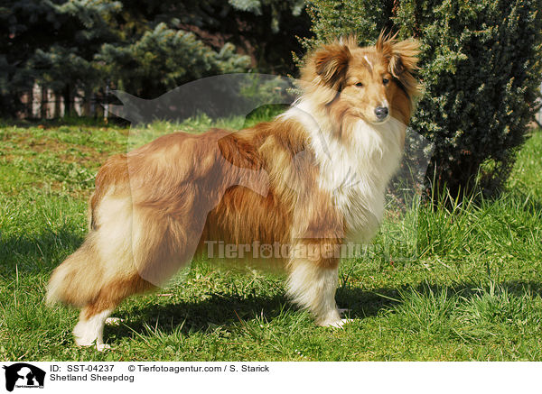 Shetland Sheepdog / Shetland Sheepdog / SST-04237