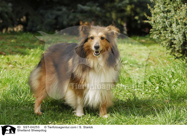 Shetland Sheepdog / Shetland Sheepdog / SST-04253