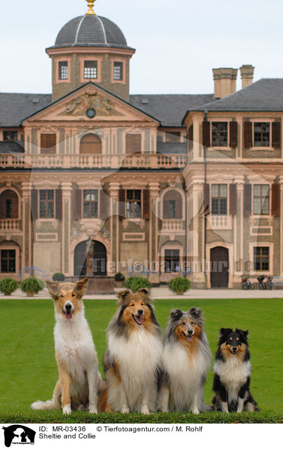 Sheltie und Collie / Sheltie and Collie / MR-03436
