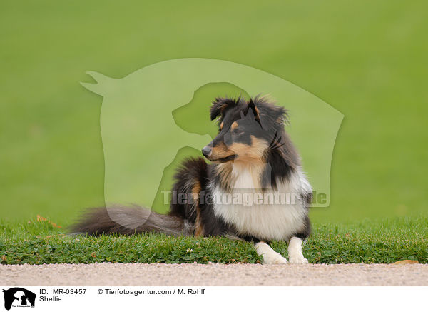 Sheltie / Sheltie / MR-03457