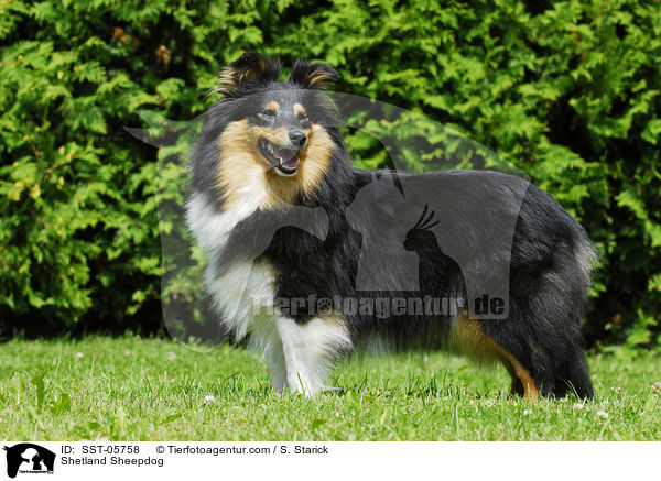 Sheltie / Shetland Sheepdog / SST-05758