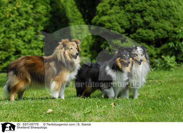 Shelties / Shetland Sheepdogs / SST-05776