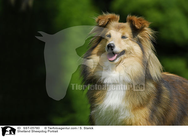 Sheltie Portrait / Shetland Sheepdog Portrait / SST-05780