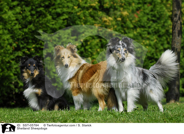 Shelties / Shetland Sheepdogs / SST-05784