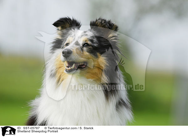 Sheltie Portrait / Shetland Sheepdog Portrait / SST-05787