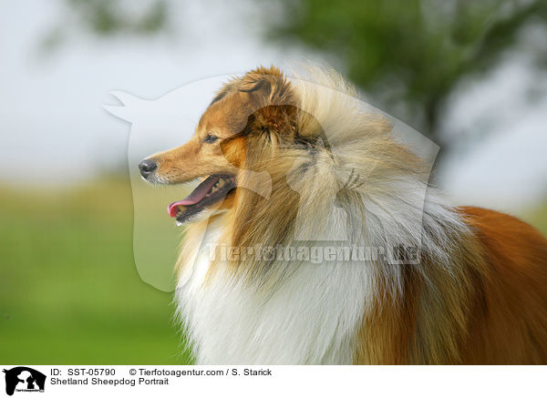 Sheltie Portrait / Shetland Sheepdog Portrait / SST-05790