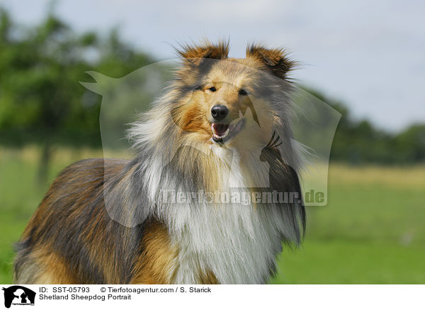 Sheltie Portrait / Shetland Sheepdog Portrait / SST-05793