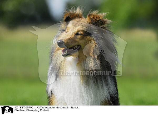 Sheltie Portrait / Shetland Sheepdog Portrait / SST-05795