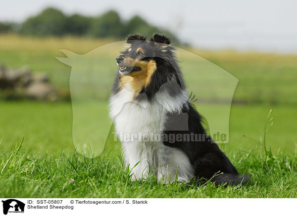 Sheltie / Shetland Sheepdog / SST-05807
