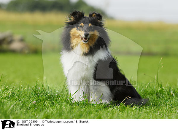 Sheltie / Shetland Sheepdog / SST-05809