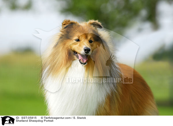 Sheltie Portrait / Shetland Sheepdog Portrait / SST-05815