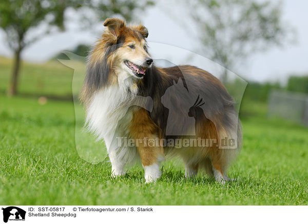 Sheltie / Shetland Sheepdog / SST-05817