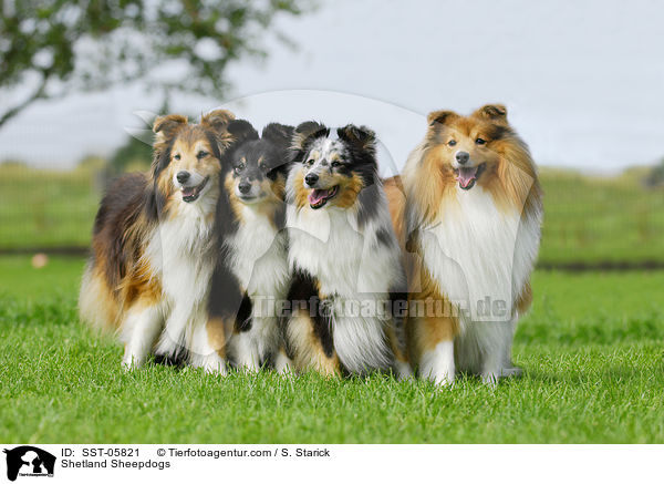 Shelties / Shetland Sheepdogs / SST-05821