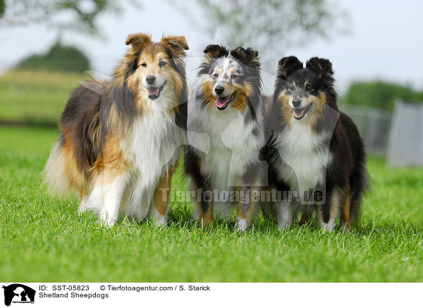 Shelties / Shetland Sheepdogs / SST-05823