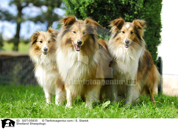Shelties / Shetland Sheepdogs / SST-05835