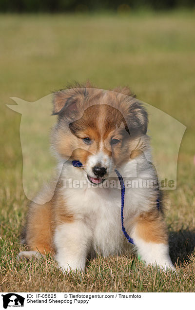 Sheltie Welpe / Shetland Sheepdog Puppy / IF-05625