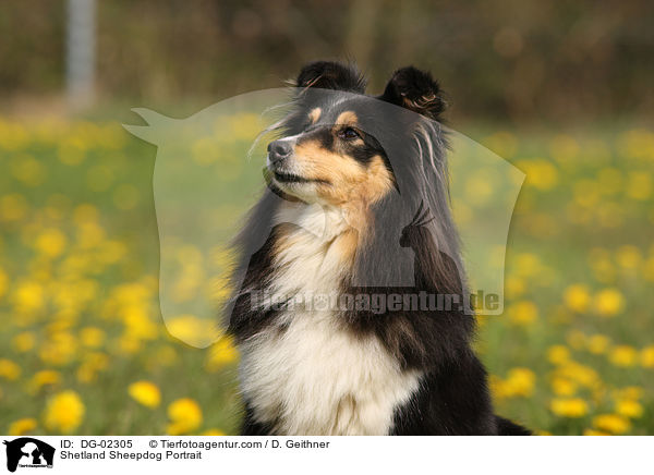 Sheltie Portrait / Shetland Sheepdog Portrait / DG-02305