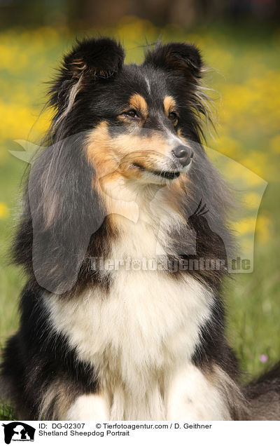 Sheltie Portrait / Shetland Sheepdog Portrait / DG-02307