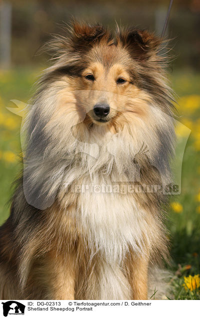 Sheltie Portrait / Shetland Sheepdog Portrait / DG-02313