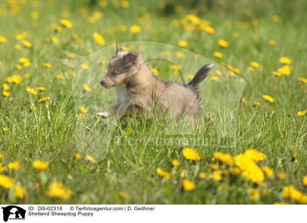 Sheltie Welpe / Shetland Sheepdog Puppy / DG-02318