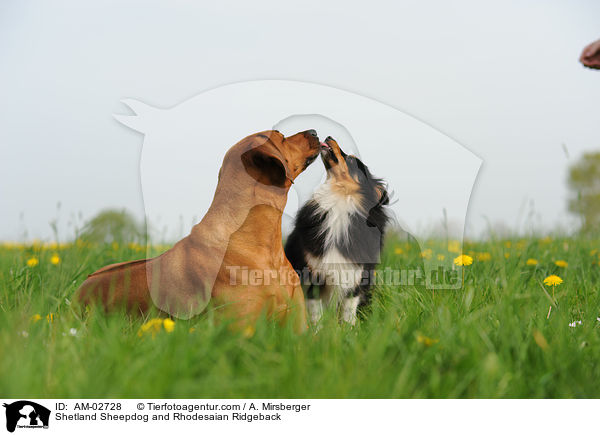 Sheltie und Rhodesaian Ridgeback / Shetland Sheepdog and Rhodesaian Ridgeback / AM-02728