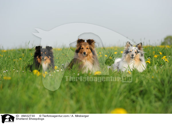 Shelties / Shetland Sheepdogs / AM-02730