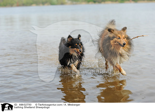 badende Shelties / bathing Shetland Sheepdogs / AM-02750