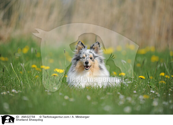 Sheltie / Shetland Sheepdog / AM-02758