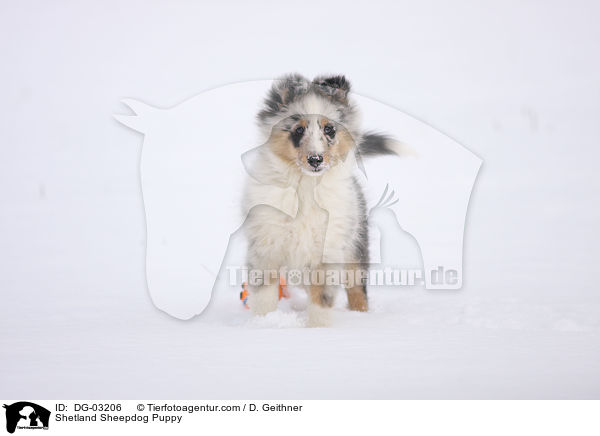 Sheltie Welpe / Shetland Sheepdog Puppy / DG-03206