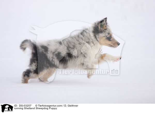 rennender Sheltie Welpe / running Shetland Sheepdog Puppy / DG-03207