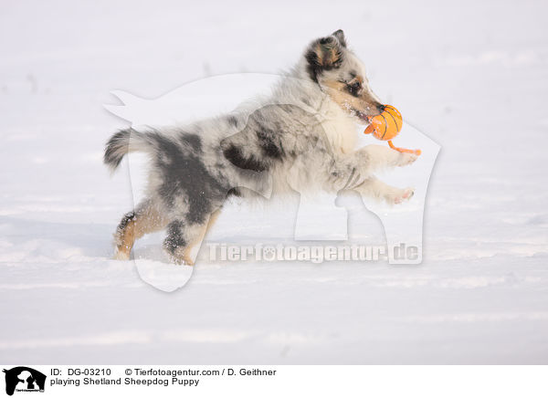 spielender Sheltie Welpe / playing Shetland Sheepdog Puppy / DG-03210