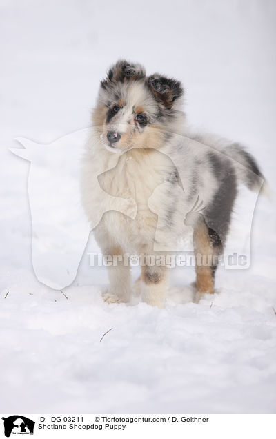 Sheltie Welpe / Shetland Sheepdog Puppy / DG-03211
