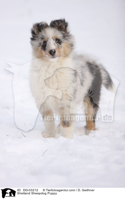 Sheltie Welpe / Shetland Sheepdog Puppy / DG-03212