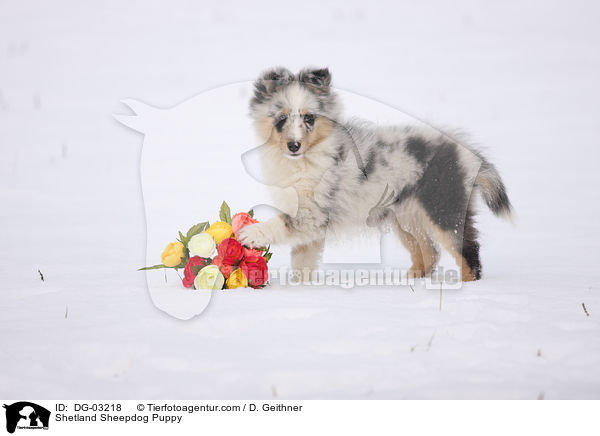 Sheltie Welpe / Shetland Sheepdog Puppy / DG-03218