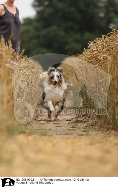 junger Sheltie / young Shetland Sheepdog / DG-03221