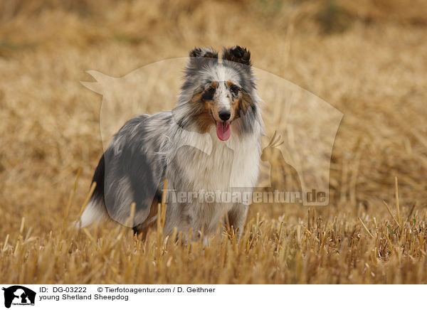 junger Sheltie / young Shetland Sheepdog / DG-03222