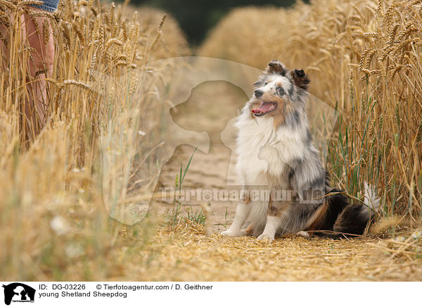 junger Sheltie / young Shetland Sheepdog / DG-03226