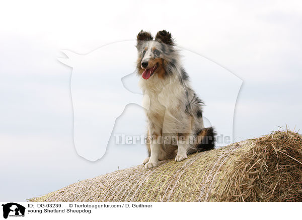junger Sheltie / young Shetland Sheepdog / DG-03239