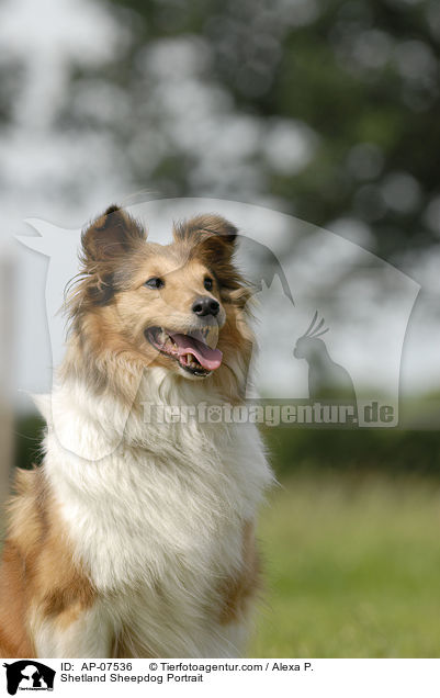 Sheltie Portrait / Shetland Sheepdog Portrait / AP-07536