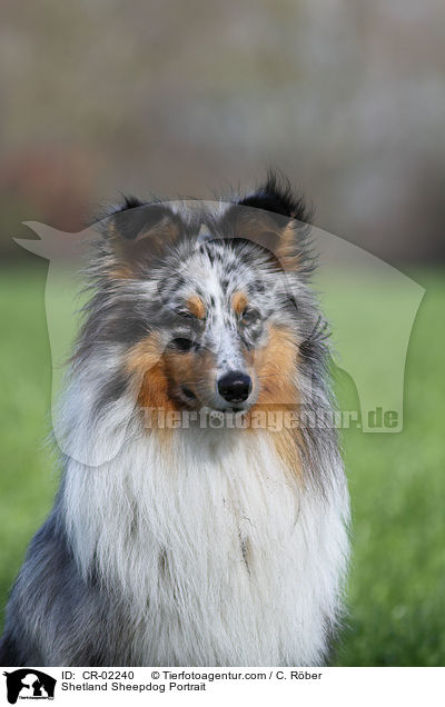 Sheltie Portrait / Shetland Sheepdog Portrait / CR-02240