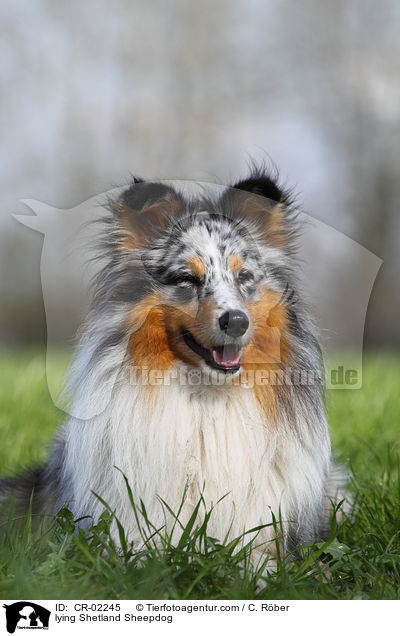liegender Sheltie / lying Shetland Sheepdog / CR-02245
