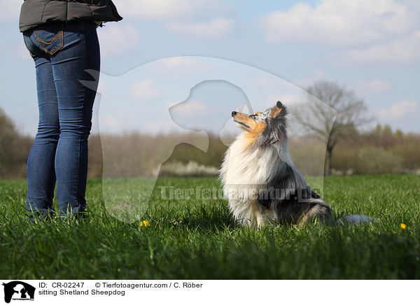 sitzender Sheltie / sitting Shetland Sheepdog / CR-02247