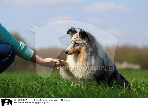 Sheltie gibt Pftchen / Shetland Sheepdog gives paw / CR-02251